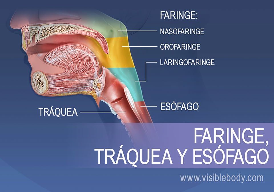 Las regiones de la faringe se pueden dividir en nasofaringe, orofaringe y laringofaringe