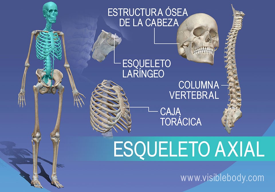 El esqueleto axial está compuesto por las vértebras, los huesos del tórax y la laringe, y la estructura ósea de la cabeza