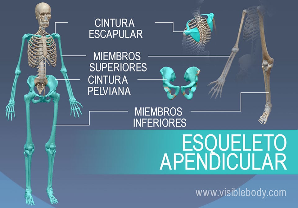 Huesos - Concepto, tipos, función, estructura y cuerpo humano