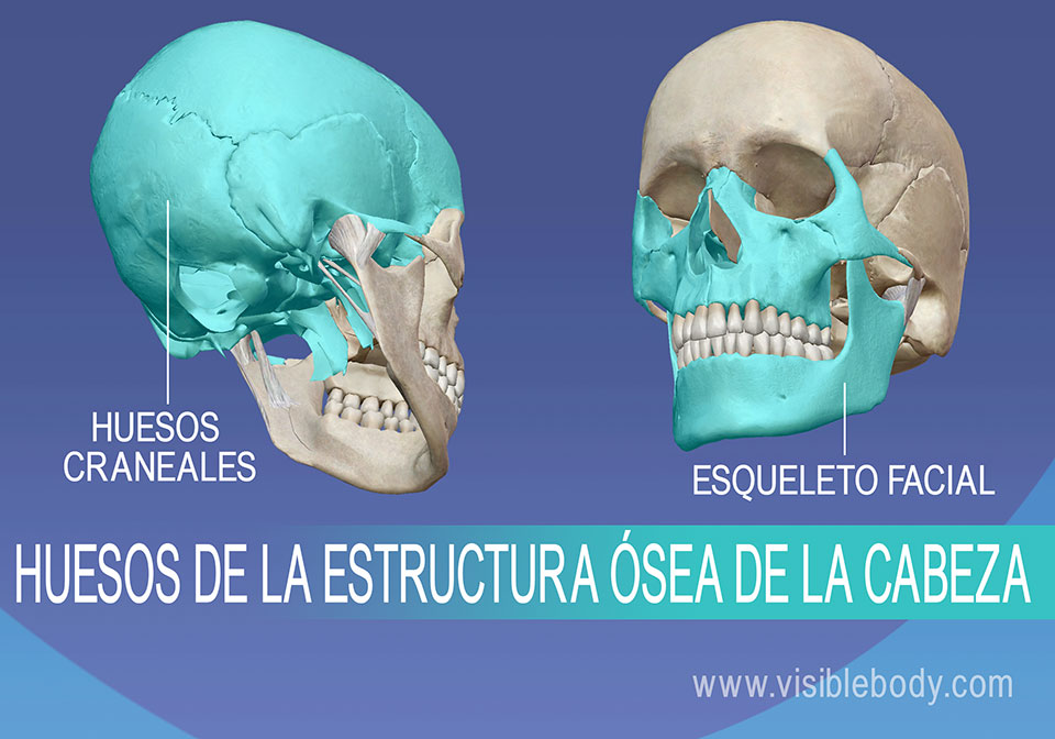 Huesos del cráneo y esqueleto facial