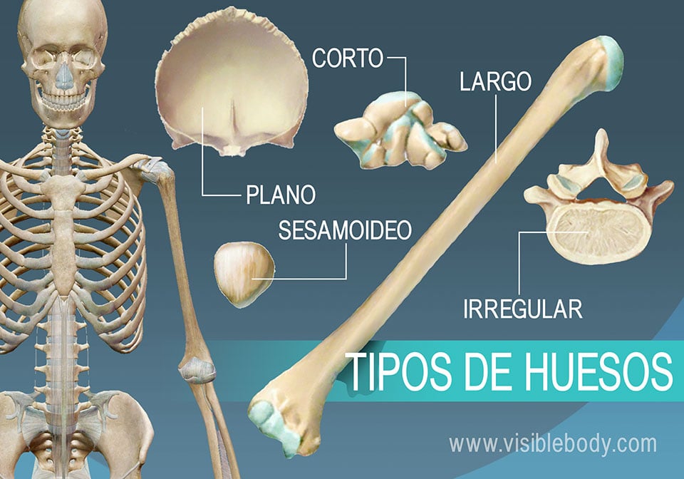 Convención vacío Interactuar Aprenda anatomía del esqueleto | Tipos de huesos