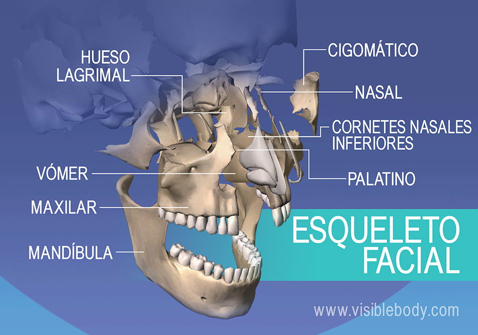 Huesos de la cara: Lagrimal, cigomático, maxilar y mandíbula