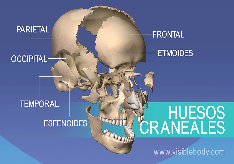 Huesos del cráneo