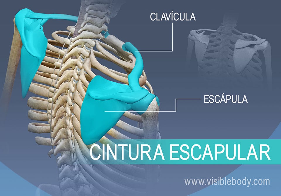 Anatomia Humana - HUESOS DE LA CINTURA ESCAPULAR DERECHA EN SU POSICIÓN  NORMAL CON RESPECTO AL ESQUELETO DEL TRONCO Visión dorsal