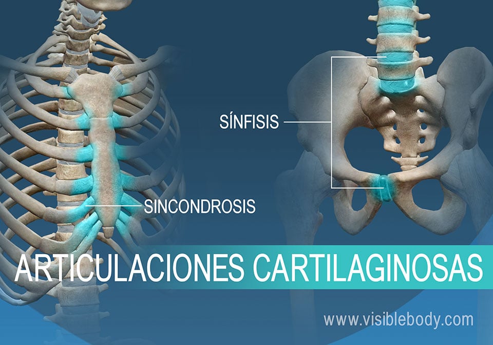 Sincondrosis y sínfisis, dos tipos de articulaciones cartilaginosas