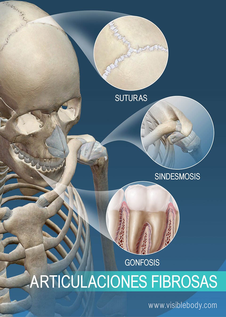 Suturas, sindesmosis y gonfosis: articulaciones fibrosas