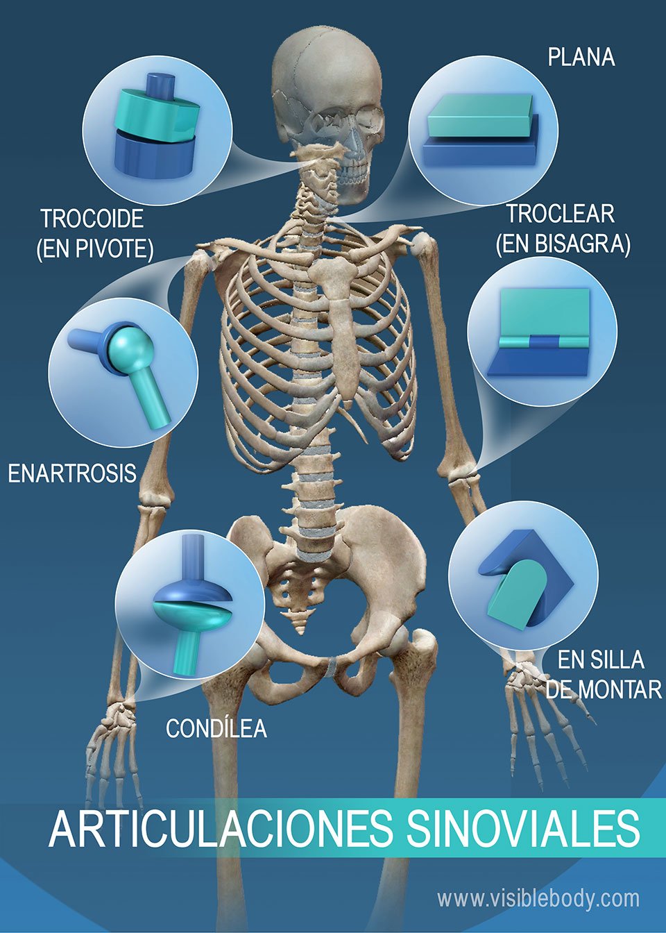 Rango de movimiento en las articulaciones sinoviales: trocoide (en pivote), enartrosis, condílea, en silla de montar, troclear (en bisagra) y plana