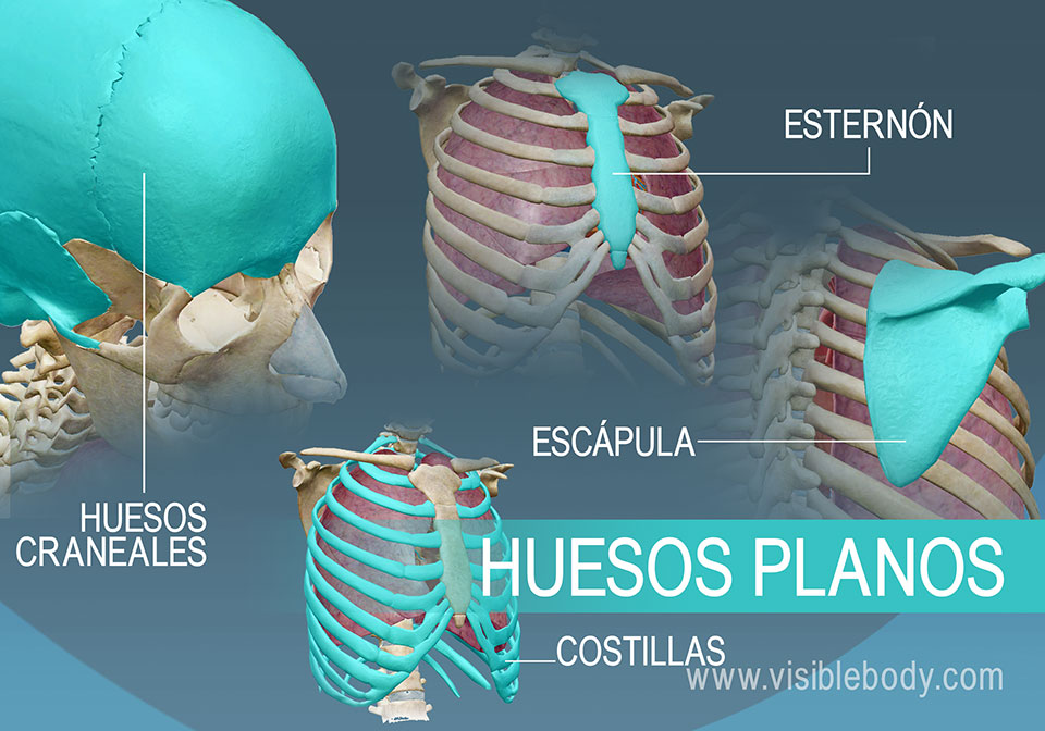 Ejemplo de cuatro tipos de huesos planos