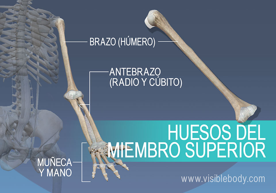 Cuál es el hueso más pequeño del cuerpo humano - 4 pasos