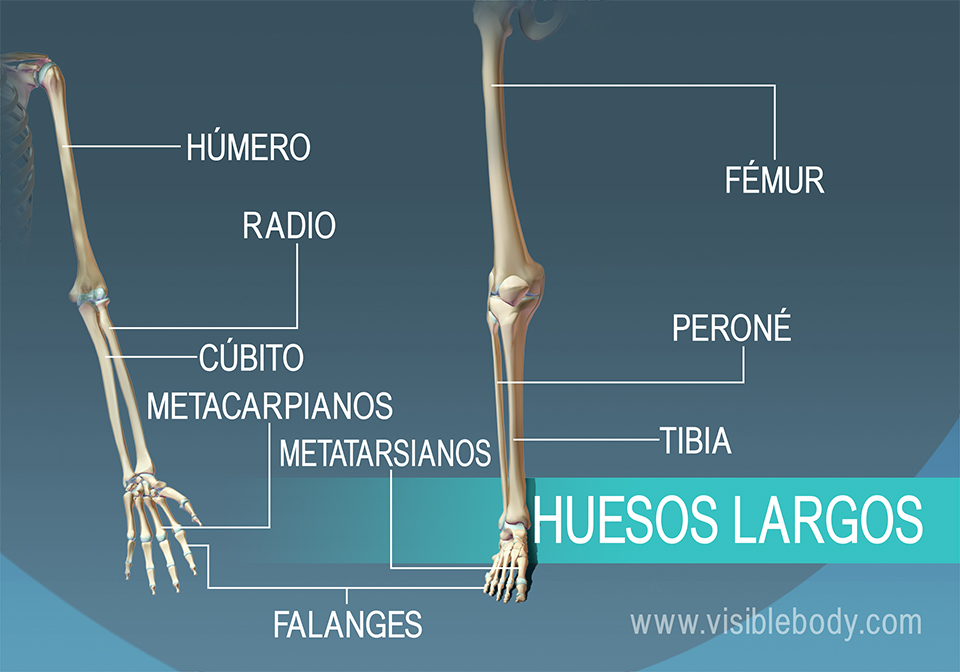 Ejemplos de 9 huesos largos en el cuerpo