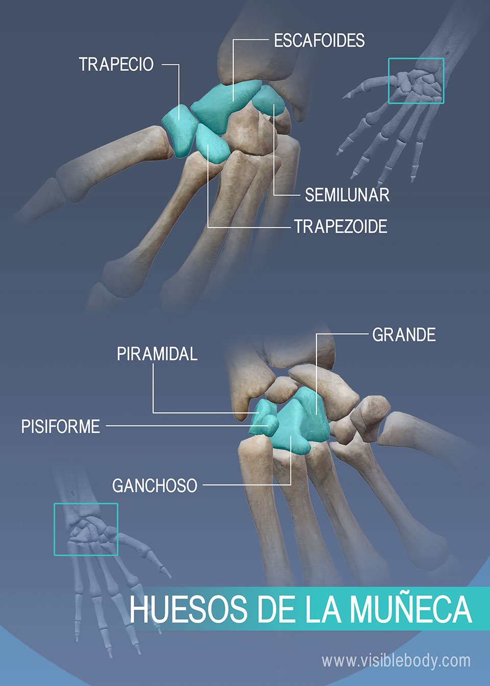 Trapecio, escafoides, semilunar, trapezoide, hueso grande, piramidal, pisiforme y ganchoso Huesos de la muñeca