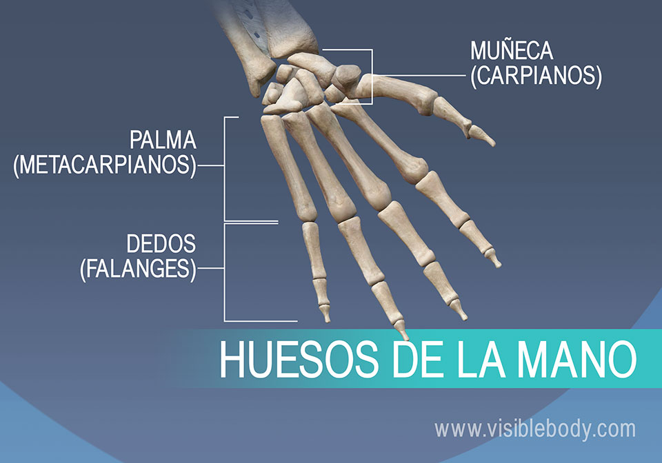 Huesos de la mano, metacarpianos, falanges proximales, medias y distales