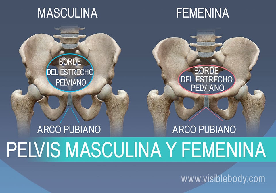 Diferencia entre el borde pubiano y el arco pubiano en los varones y las mujeres