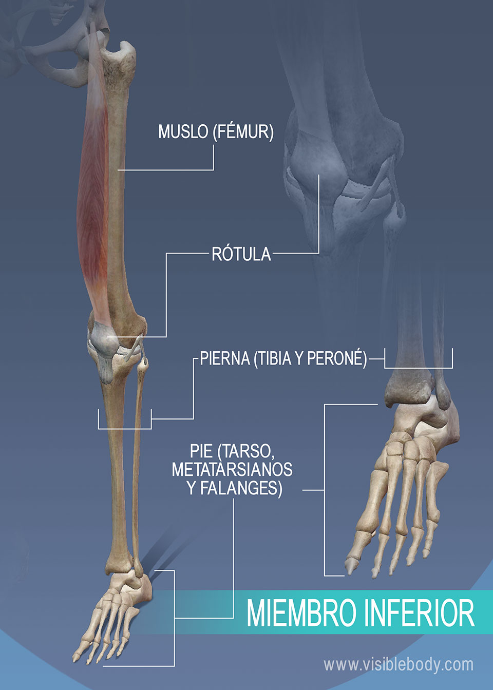 Huesos del muslo, la pierna y el tobillo en el miembro inferior