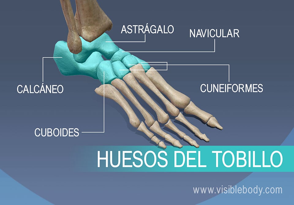 Huesos del tobillo, astrágalo, navicular, cuneiformes, calcáneo y cuboides