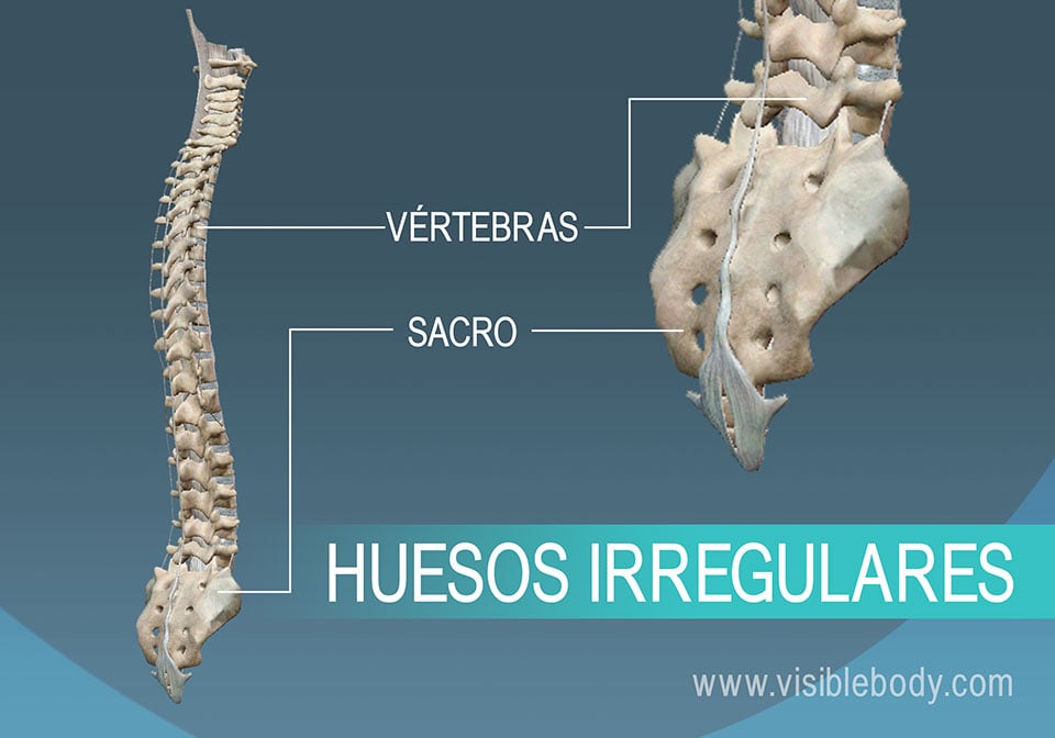 Las vértebras y la pelvis, ejemplos de huesos irregulares del cuerpo humano