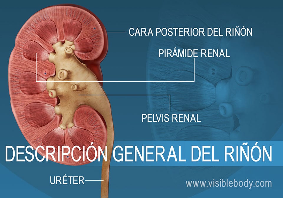 Corte transversal del riñón que muestra la pelvis renal y las estructuras piramidales