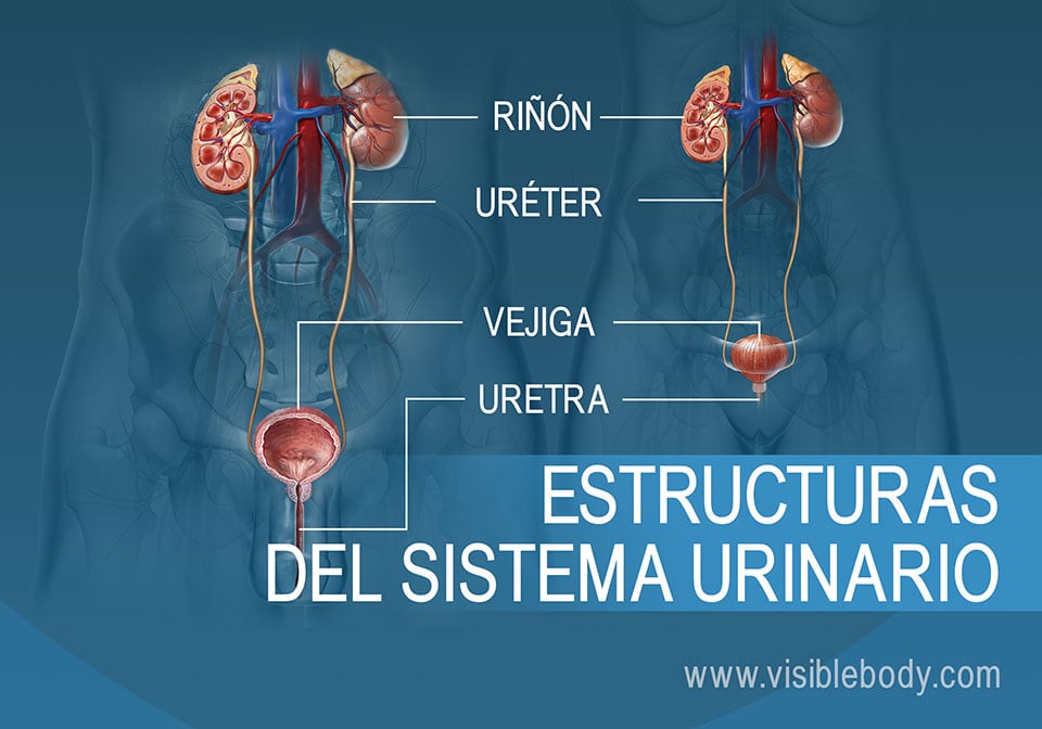 Comparación del sistema urinario masculino y femenino