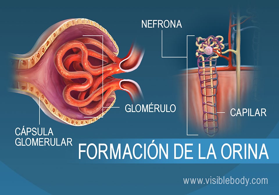 Corte transversal del glomérulo, una estructura de la nefrona