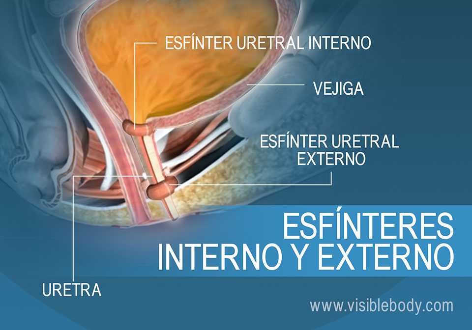 Esfínteres uretrales externo e interno de la vejiga