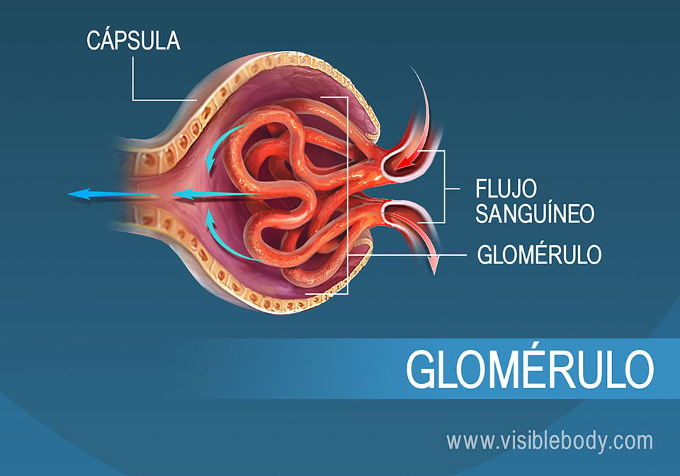 Flujo de sangre por el glomérulo como parte de la filtración