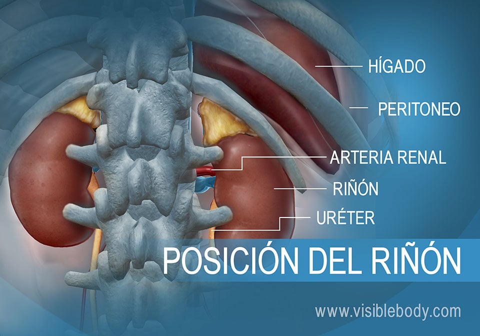 Riñón y uréteres en relación con el hígado en el abdomen