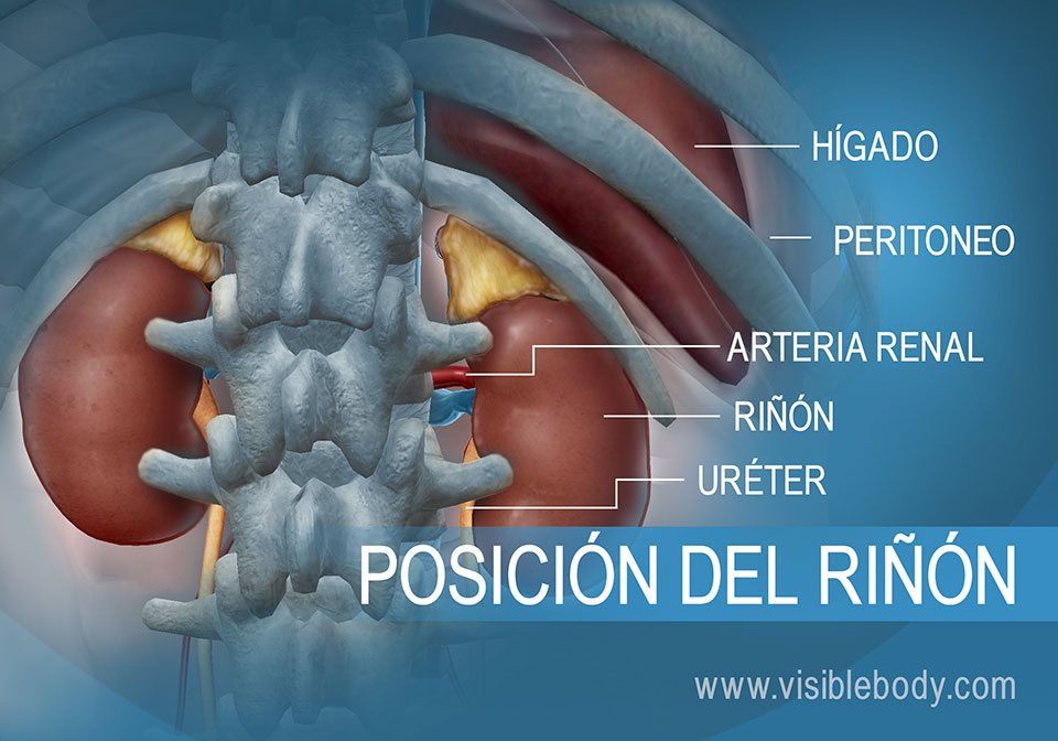 Riñón y uréteres en relación con el hígado en el abdomen