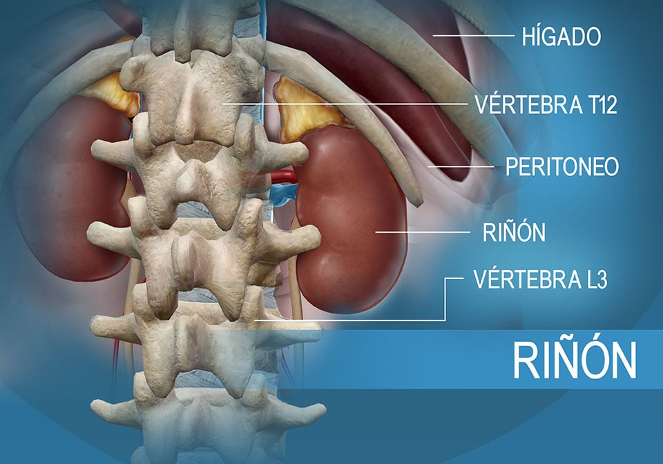 Ubicación del riñón en relación con el hígado y las vértebras torácicas y lumbares