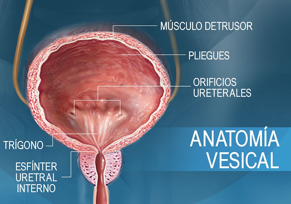 Corte transversal frontal que muestra la anatomía de la vejiga