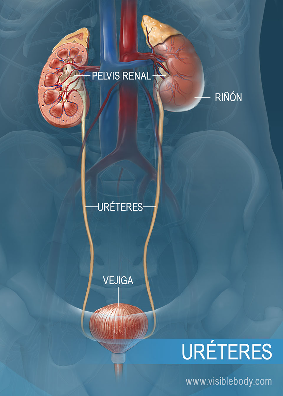 Uréter que va de los riñones a la vejiga urinaria