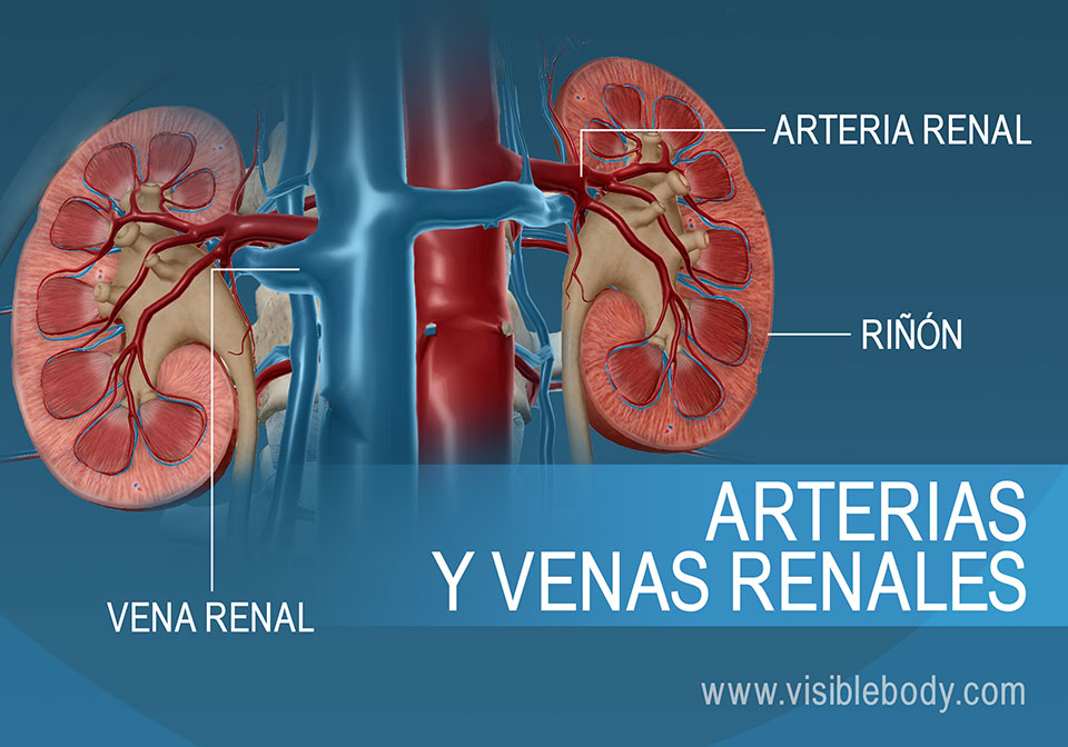 La sangre entra y sale de los riñones a través de las arterias y venas renales