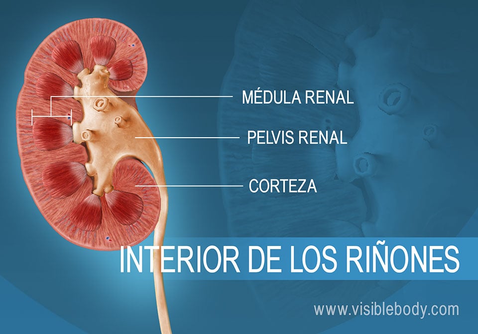 Corte transversal de los riñones que muestra las pirámides renales y la médula.