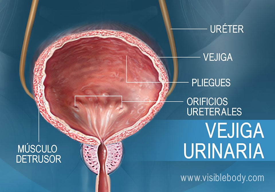 Vista ampliada que muestra el músculo detrusor y las estructuras rugosas (pliegues) de la vejiga.