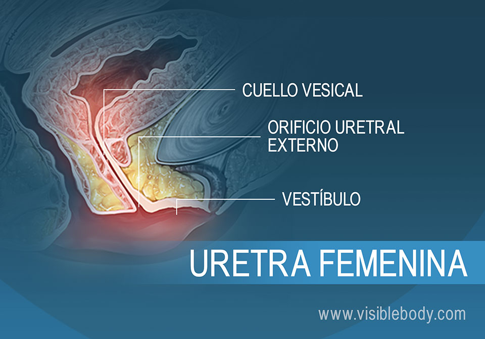 Primer plano de la uretra femenina y el tejido circundante