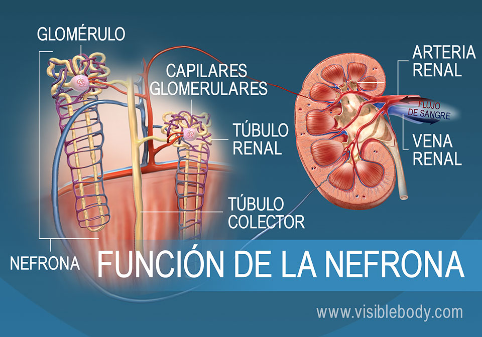 Anatomía y función de la nefrona, que muestra los túbulos de la nefrona, las pirámides renales y la corteza renal