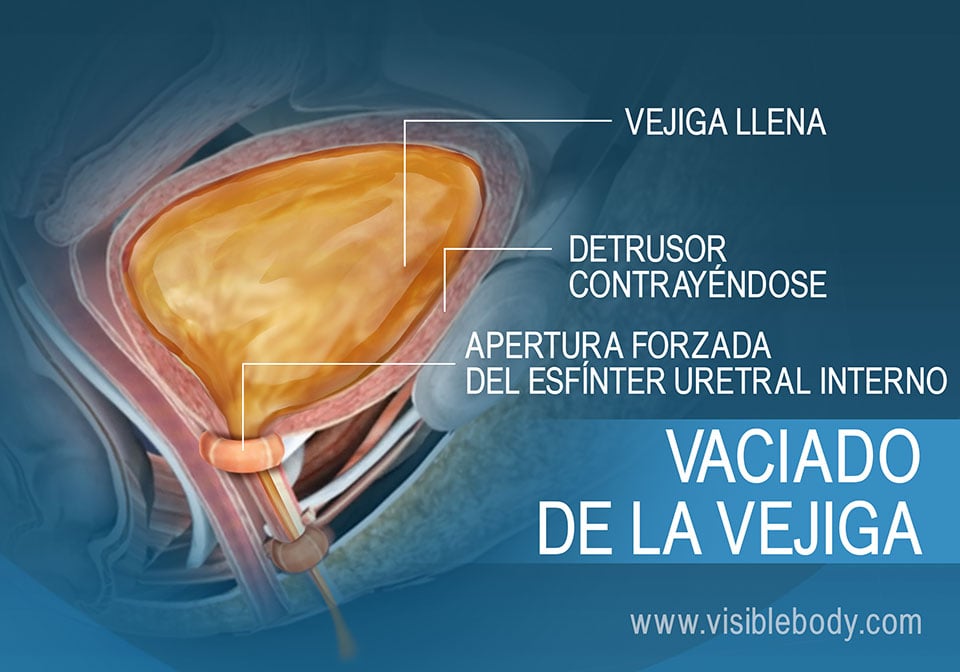 Vejiga llena y músculos de la micción responsables de la necesidad imperiosa de orinar.