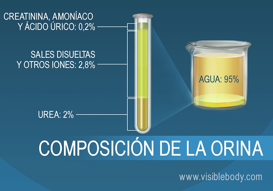 Composición porcentual de sales, amoníaco, urea, agua y otros componentes de la orina.