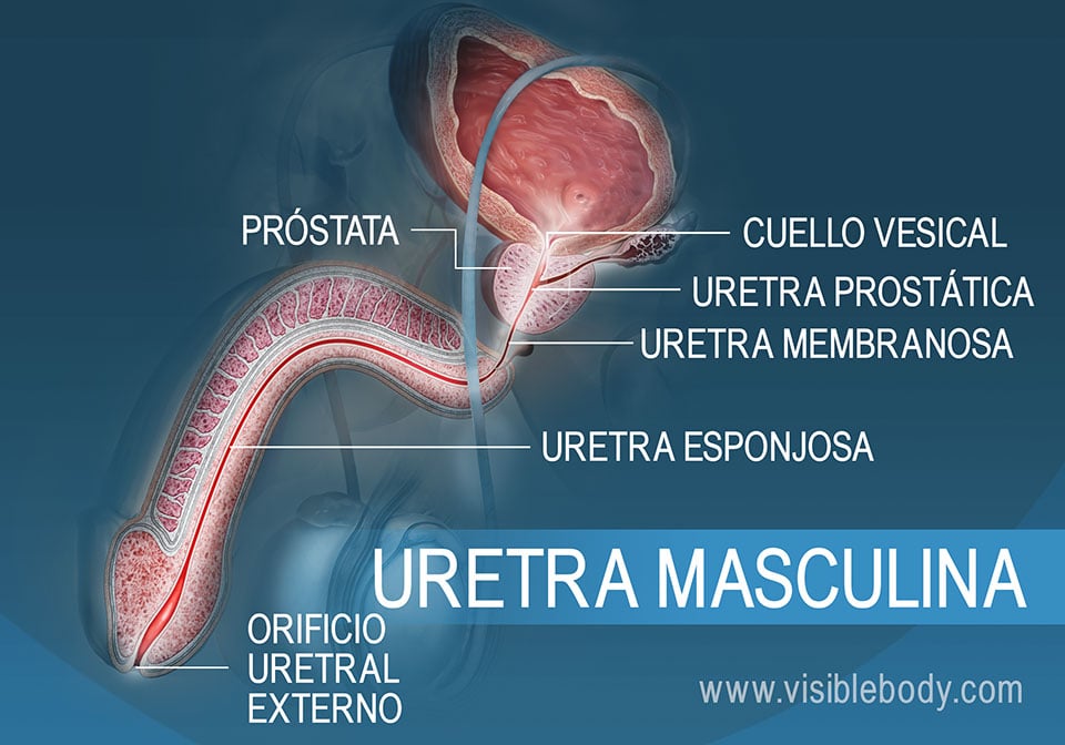 Corte transversal de la uretra masculina y sus tres secciones