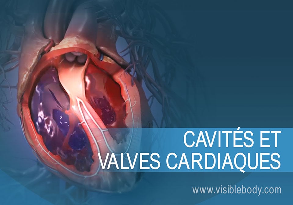 Sang circulant dans les cavités et les valves du cœur
