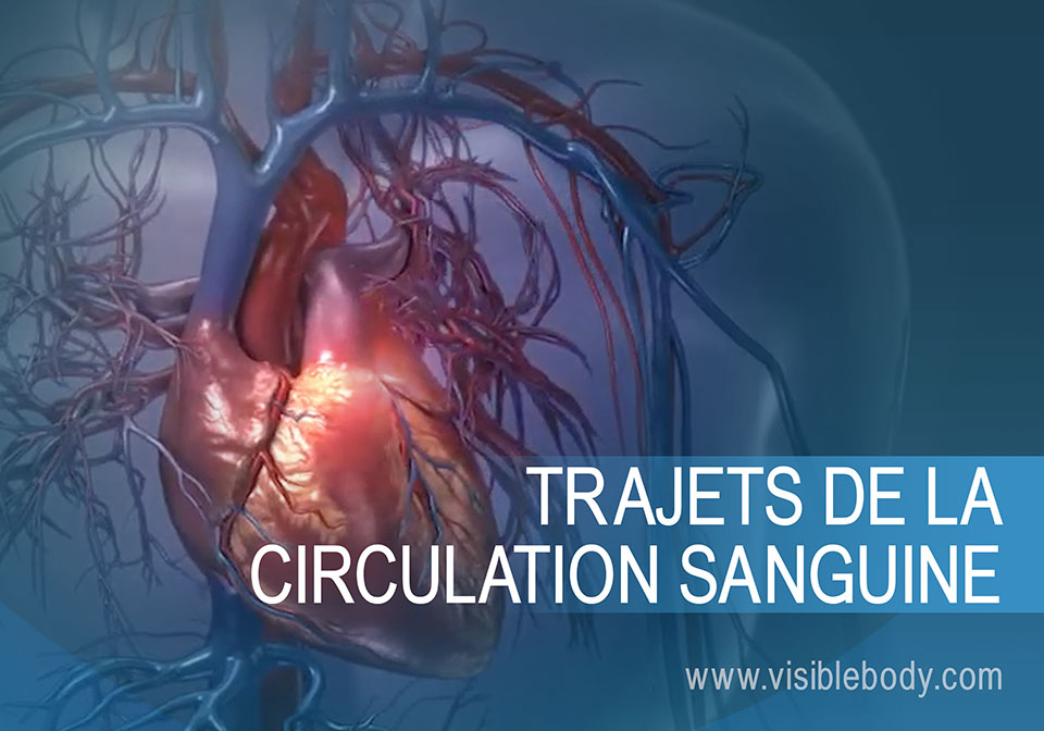 Le cœur dans la circulation pulmonaire et systémique