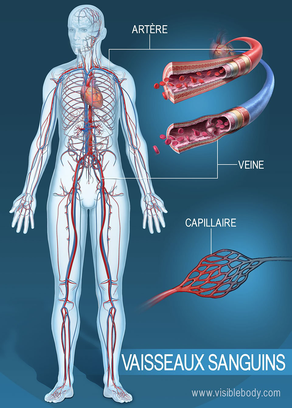 Le réseau d'artères, de veines et de capillaires dans tout le corps