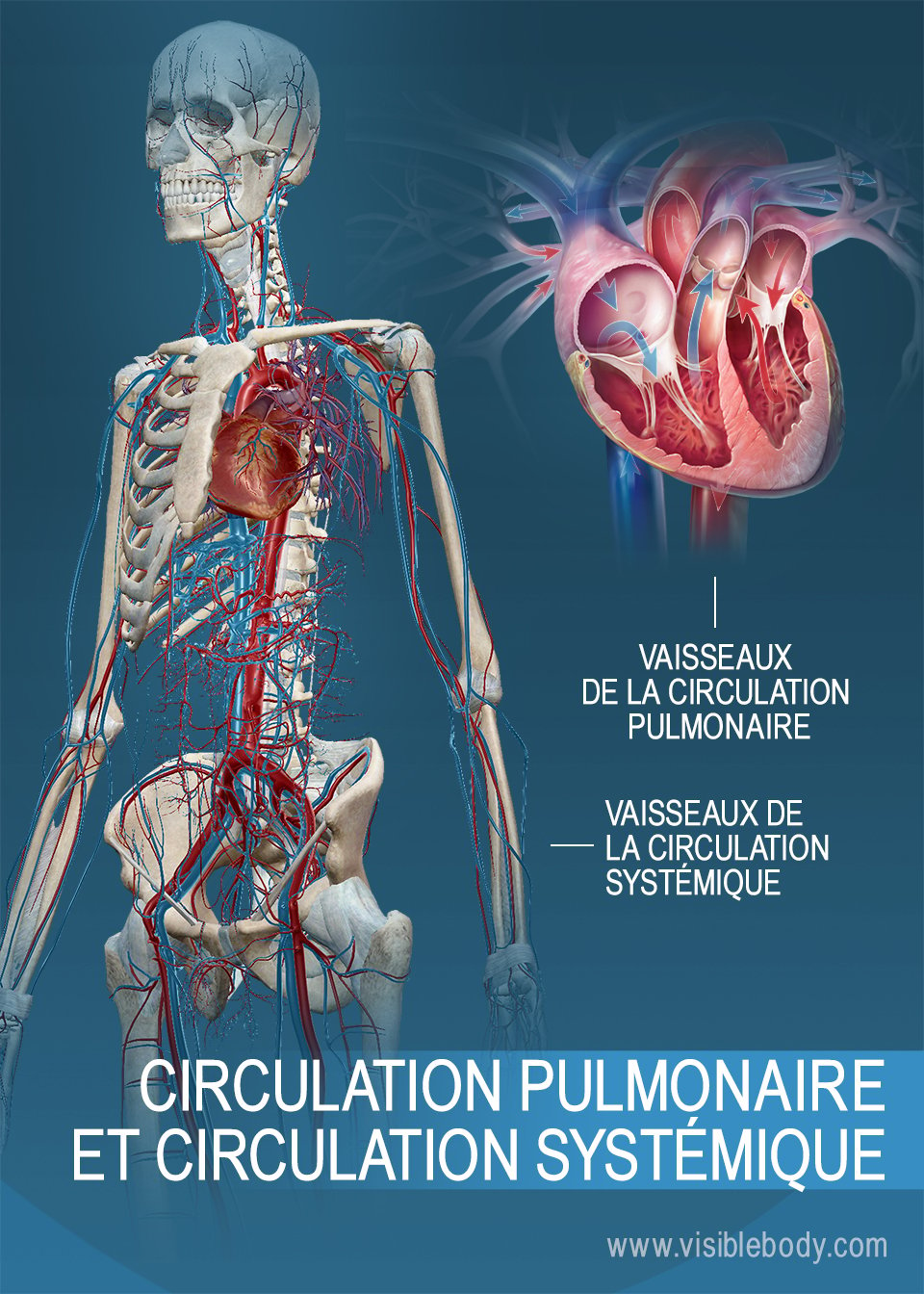 Vaisseaux des circulations systémique et pulmonaire