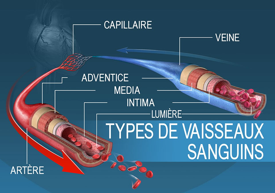 Les différents types de vaisseaux sanguins et leurs couches