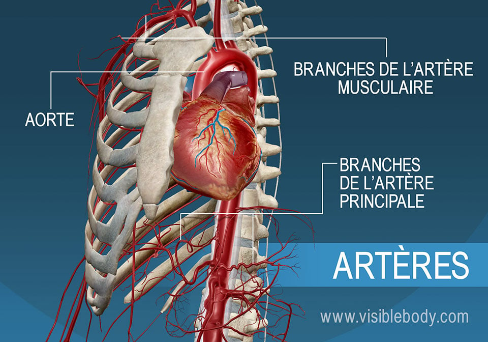 Les principales artères et branches du cœur