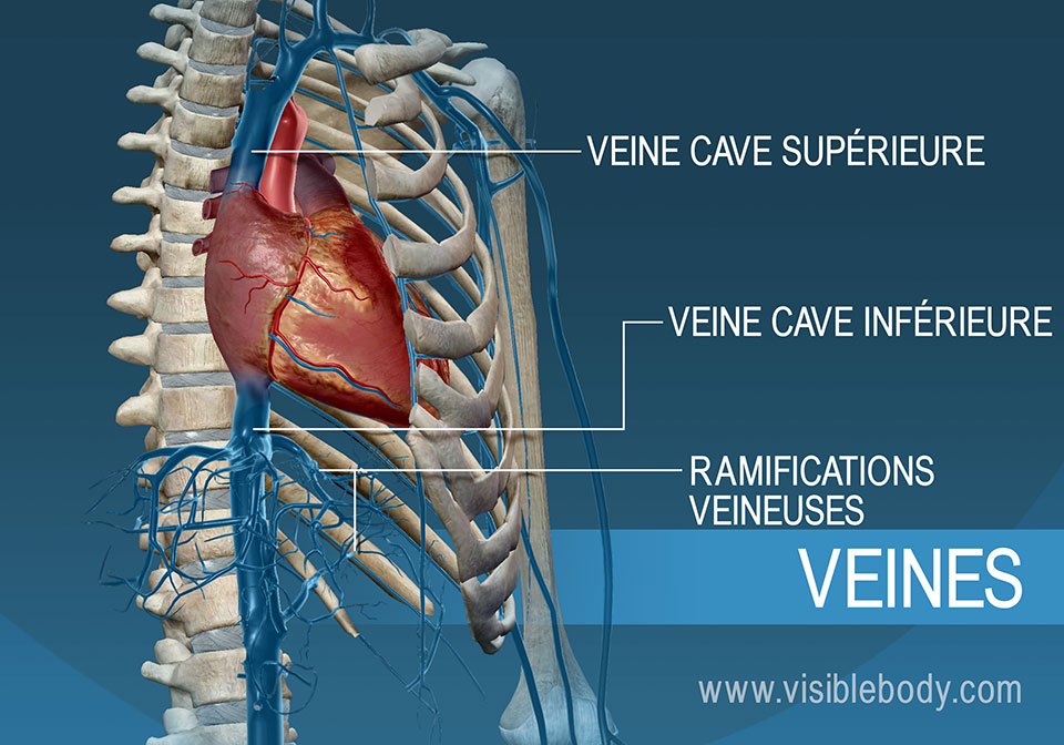 Veines caves supérieure et inférieure