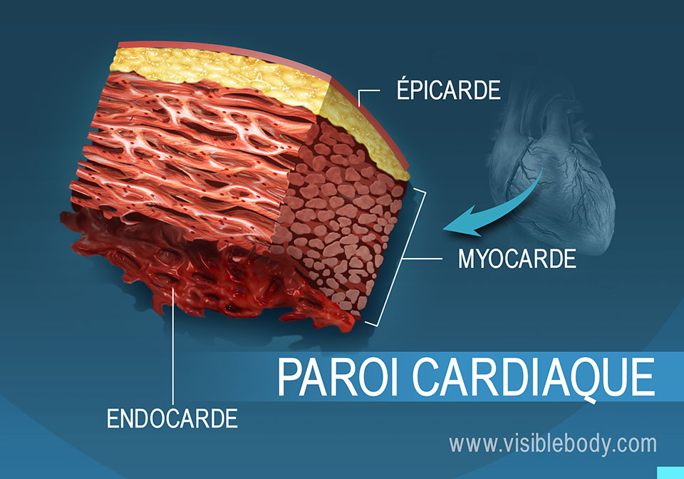 Coupe transversale de la paroi cardiaque