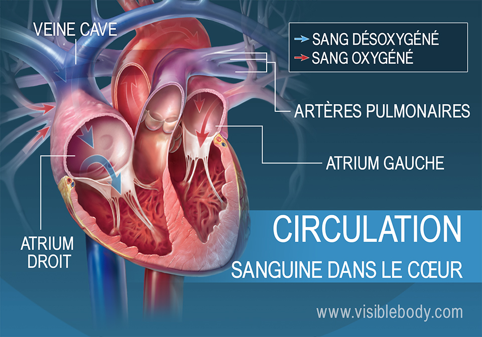 Les atriums pompent le sang dans le cœur