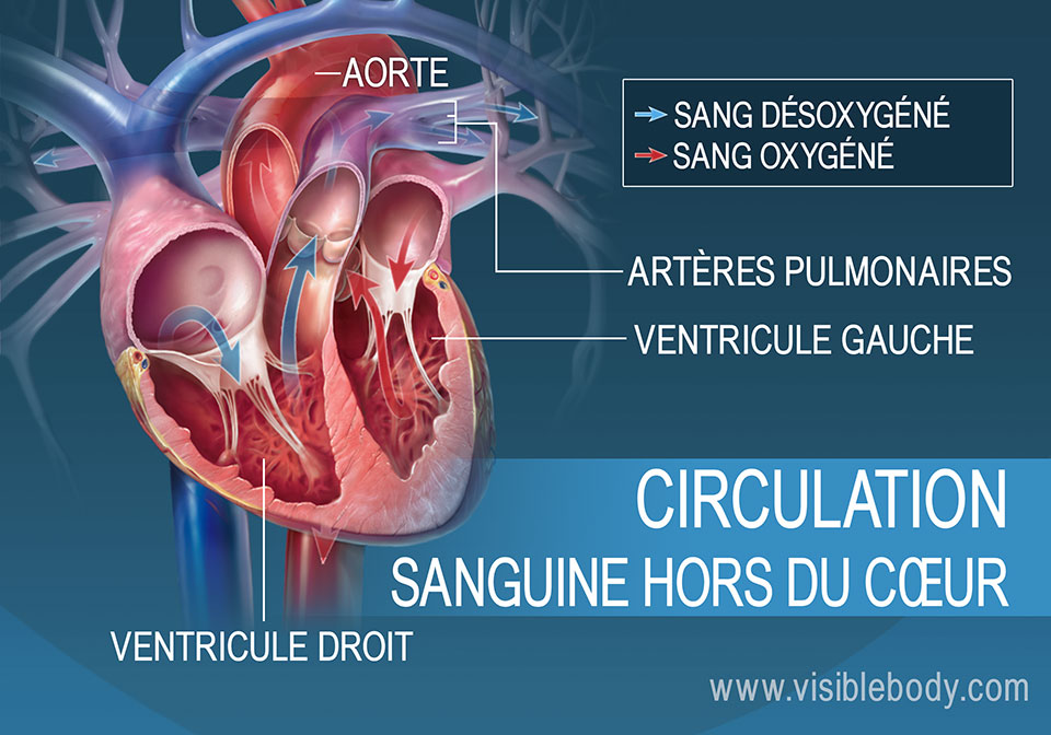 Les ventricules droit et gauche pompent le sang en dehors du cœur