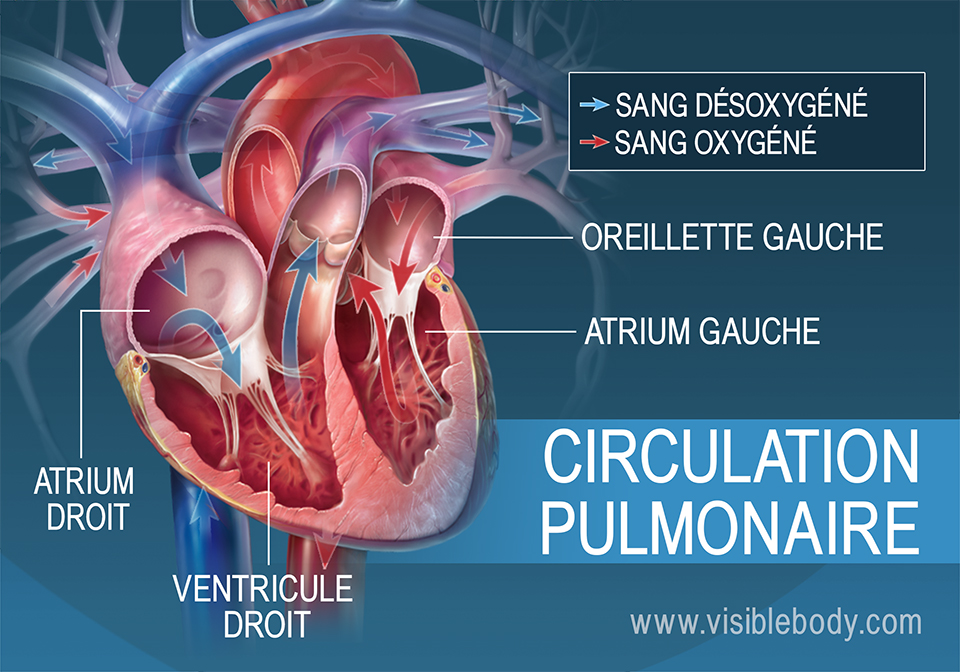 Circulation du sang oxygéné et désoxygéné dans les atriums du cœur