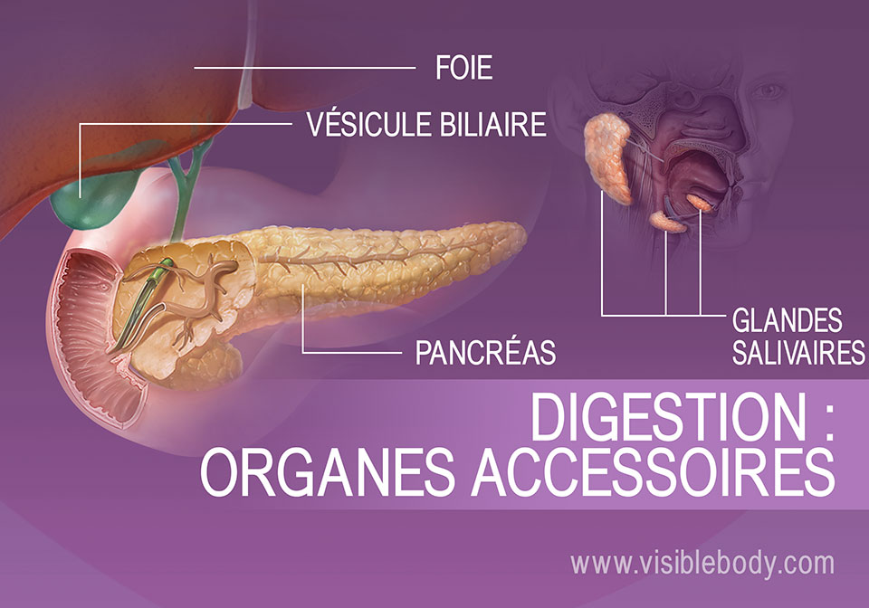 Les organes accessoires de la digestion comprennent le foie, la vésicule biliaire, le pancréas et les glandes salivaires